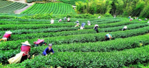 Tianyi Homestay